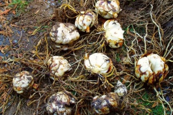 Kraken onion ссылка